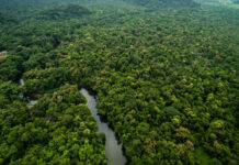 Amazônia registra 3º menor desmatamento da história