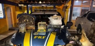 Cão da PRF descobre drogas, munições, eletrônicos e aves silvestres em ônibus