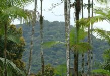 Mata Atlântica perde 2,4 milhões de hectares em 40 anos