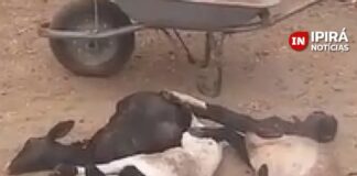 Ataque de cães deixam nove ovelhas mortas na zona rural de Ipirá