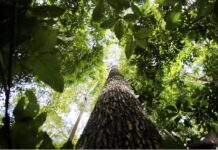 Entenda como funciona o Fundo Florestas Tropicais para Sempre