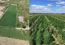 Mais de 200 mil pés de maconha são erradicados pela PM em Barro Alto