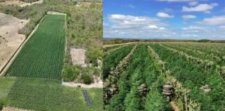 Mais de 200 mil pés de maconha são erradicados pela PM em Barro Alto