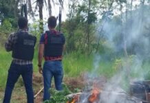 Polícia Civil localiza plantação de maconha e prende dois suspeitos em Itaitu Jacobina