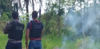 Polícia Civil localiza plantação de maconha e prende dois suspeitos em Itaitu Jacobina