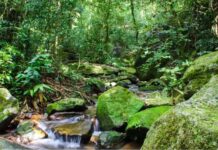 SOS Mata Atlântica mobiliza setor privado para conservação do bioma