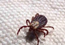 Febre maculosa causa mais duas mortes no interior de São Paulo