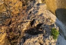 Pesquisadores dizem ter identificado pegadas de dinossauros em Roraima