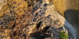 Pesquisadores dizem ter identificado pegadas de dinossauros em Roraima