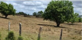 Mulher trans foi encontrada morta na zona rural de Santo Estevão