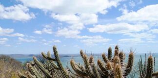 Ameaçada de desertificação, Caatinga terá área recuperada