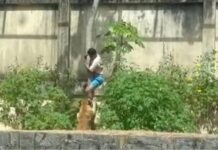 Homem morre após invadir espaço de leoa e ser atacado por animal em parque de João Pessoa