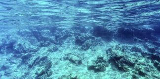 El Niño afeta ecossistema marinho no Oceano Atlântico, diz estudo