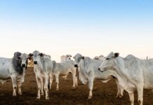 Pará adia para 2030 obrigação de rastrear gado com ‘brinco’ em cada animal