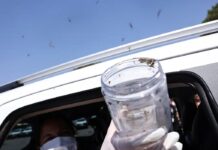 Saúde libera mosquitos estéreis para frear reprodução do Aedes