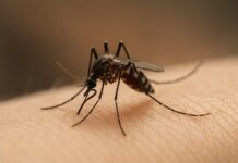 São Paulo confirma primeira morte por dengue em 2026