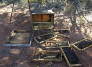 Apicultores de cidades da Bacia do Jacuípe estão sendo vítimas de furtos de mel e colmeias