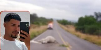 Motociclista morre ao colidir com vaca na BR 324; animal também não resistiu ao impacto