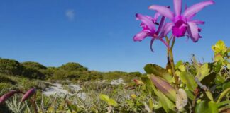 Inpe confirma redução de desmatamento na maioria dos biomas em 2024