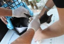 Conselho de Veterinária alerta para doença que afeta gatos