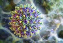 Ministério da Saúde diz que vírus Nipah não ameaça o Brasil