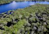 Governo lança edital para combate ao desmatamento na Amazônia