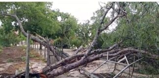 Temporal com mais de 100 mm de chuva derruba dezenas de árvores na zona rural de Quixabeira