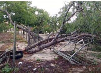 Temporal com mais de 100 mm de chuva derruba dezenas de árvores na zona rural de Quixabeira