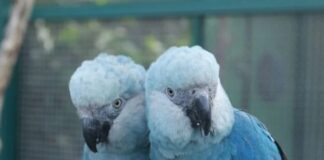 Crimes contra animais ameaçados de extinção são de competência da Justiça Federal