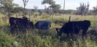 Animais soltos na BA-130 entre São José do Jacuípe a Capim Grosso colocam motoristas em risco