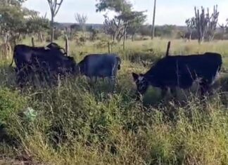 Animais soltos na BA-130 entre São José do Jacuípe a Capim Grosso colocam motoristas em risco