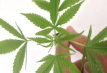 Justiça autoriza cultivo de Cannabis medicinal na Bahia