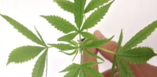 Justiça autoriza cultivo de Cannabis medicinal na Bahia