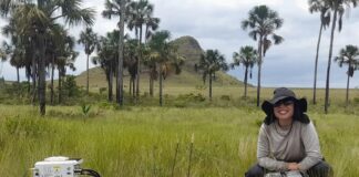 Estudo indica que Cerrado pode armazenar mais carbono que Amazônia