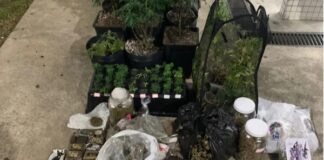 Estufa de maconha é descoberta em imóvel