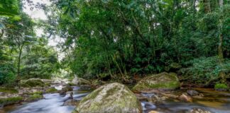 Plano busca fortalecer Sistema Nacional do Meio Ambiente até 2036