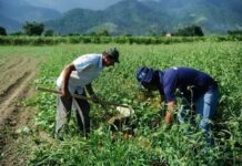 Mercado rural é responsável por três a cada dez vagas formais no país em janeiro, segundo CNM