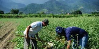 Mercado rural é responsável por três a cada dez vagas formais no país em janeiro, segundo CNM