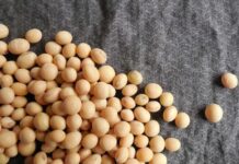 Guerra no Irã ameaça exportação de grãos e suprimento de fertilizantes do Brasil