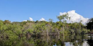 Tesouro muda regras de leilão para projetos sustentáveis