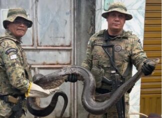 PM resgata enorme sucuri em Salvador