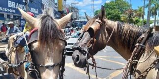 Prefeitura de Feira deve informar ações de proteção animal e medidas para retirada de carroças das vias