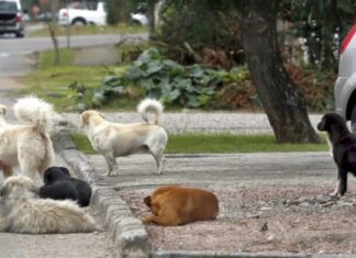 Município não é responsável por ataque de cães em praça pública