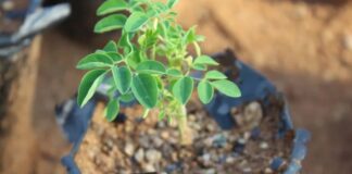 Estudo da UNESP aponta árvore “milagrosa” que remove 98% de microplásticos da água