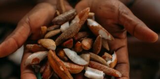 Instituto oferece bolsas para estimular bioeconomia amazônica