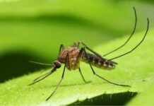 Anvisa libera testes em humanos de vacina brasileira contra malária